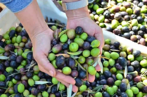 Bursa'da Zeytinin Kilogram Maliyeti Belli Oldu! İşte Rakam