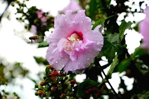 Toprağa düşen son cemreyle doğa uyanıyor