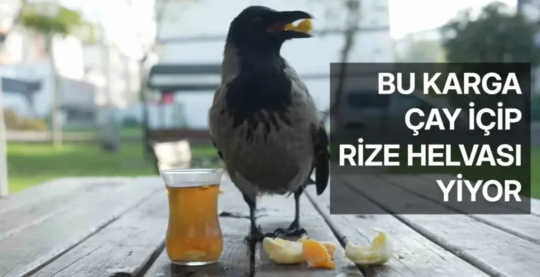 Bu karga çay içip Rize helvası yiyor