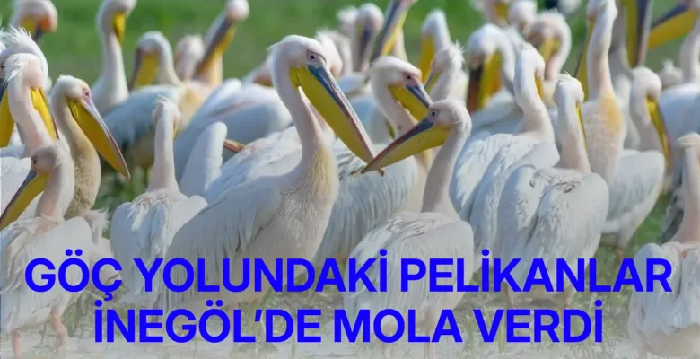Göç yolundaki pelikanlar İnegöl’de mola verdi
