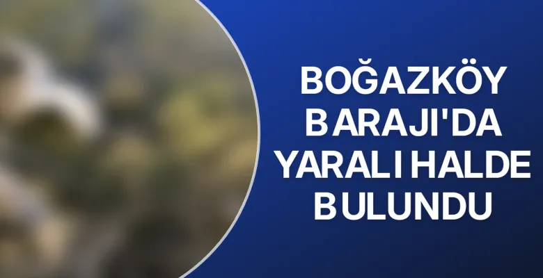 İnegöl’de barajda mahsur kalan pelikan kurtarıldı