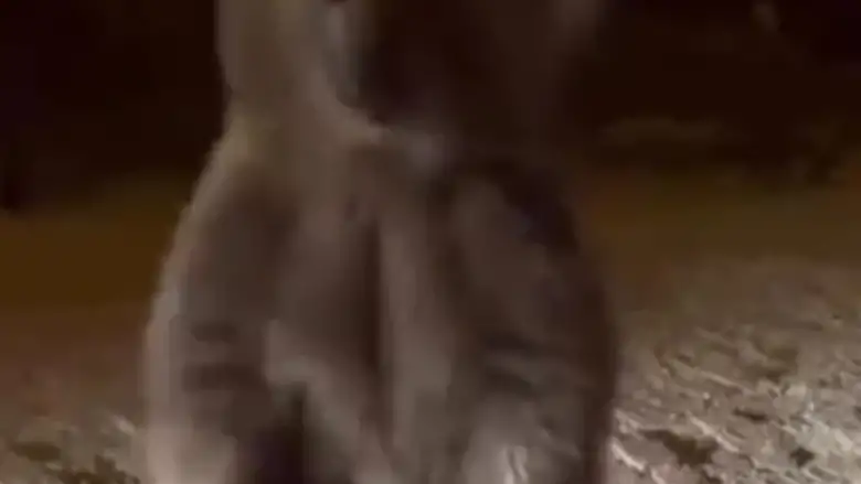 Şu ayının Uludağ'da yaptıklarına bakın!