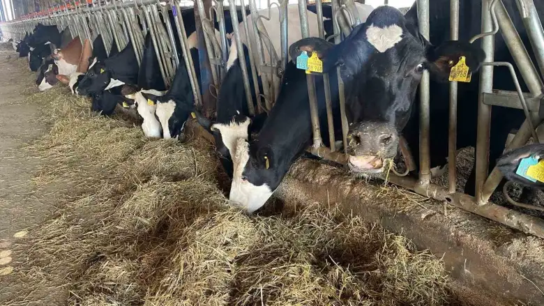 Kırmızı et fiyatlarının ateşi düştü