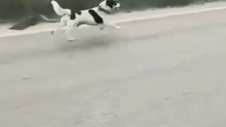 Terkedilen köpek yağmura rağmen sahibinin peşinden koştu