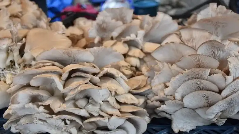 İnegöl'de 6 yaşındaki çocuk mantardan zehirlendi!