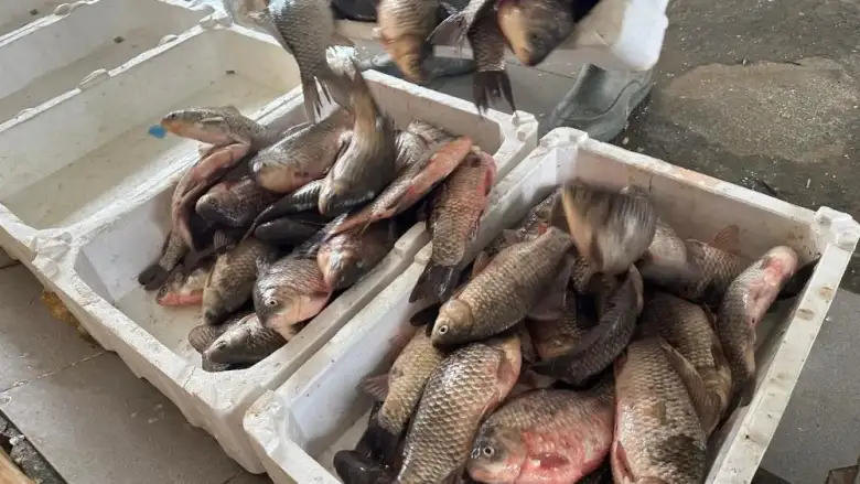 İstilacı İsrail sazanları Bursa'da gelir kaynağı oldu