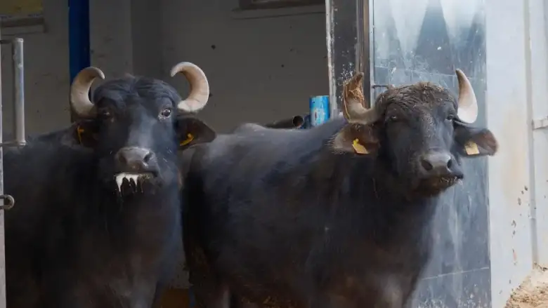 Yeni Manda Irkı “Murana”: Süt Verimi 2 Bin Litreye Ulaştı