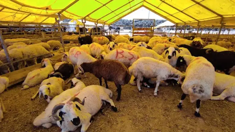 2026 Kurban Bayramı Ne Zaman, Tatil Uzayacak mı?