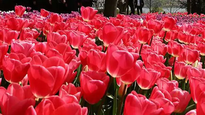 İstanbul Lale Festivali 2026 nerede, ne zaman yapılacak?