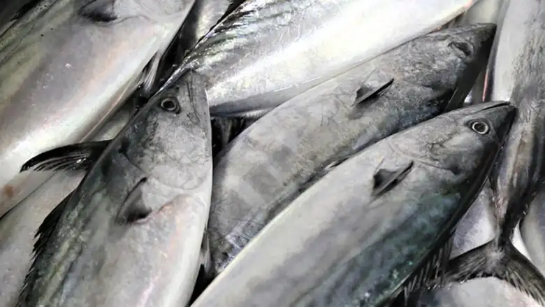 Balık av yasağı 2026 tarihleri: Ne zaman başlıyor, bitiyor?