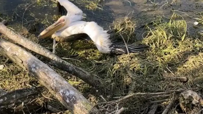 İnegöl’de barajda mahsur kalan pelikan kurtarıldı