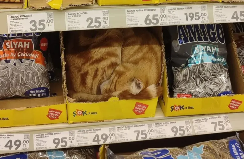 İnegöl’de Zincir Markette Bu Kez Rafta Kedi Görüntülendi