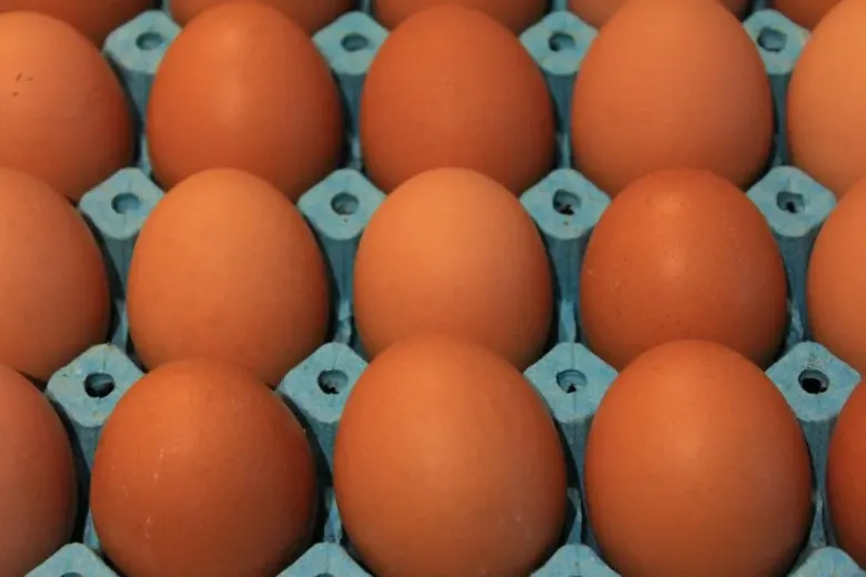 Yumurta üretiminde sert düşüş!