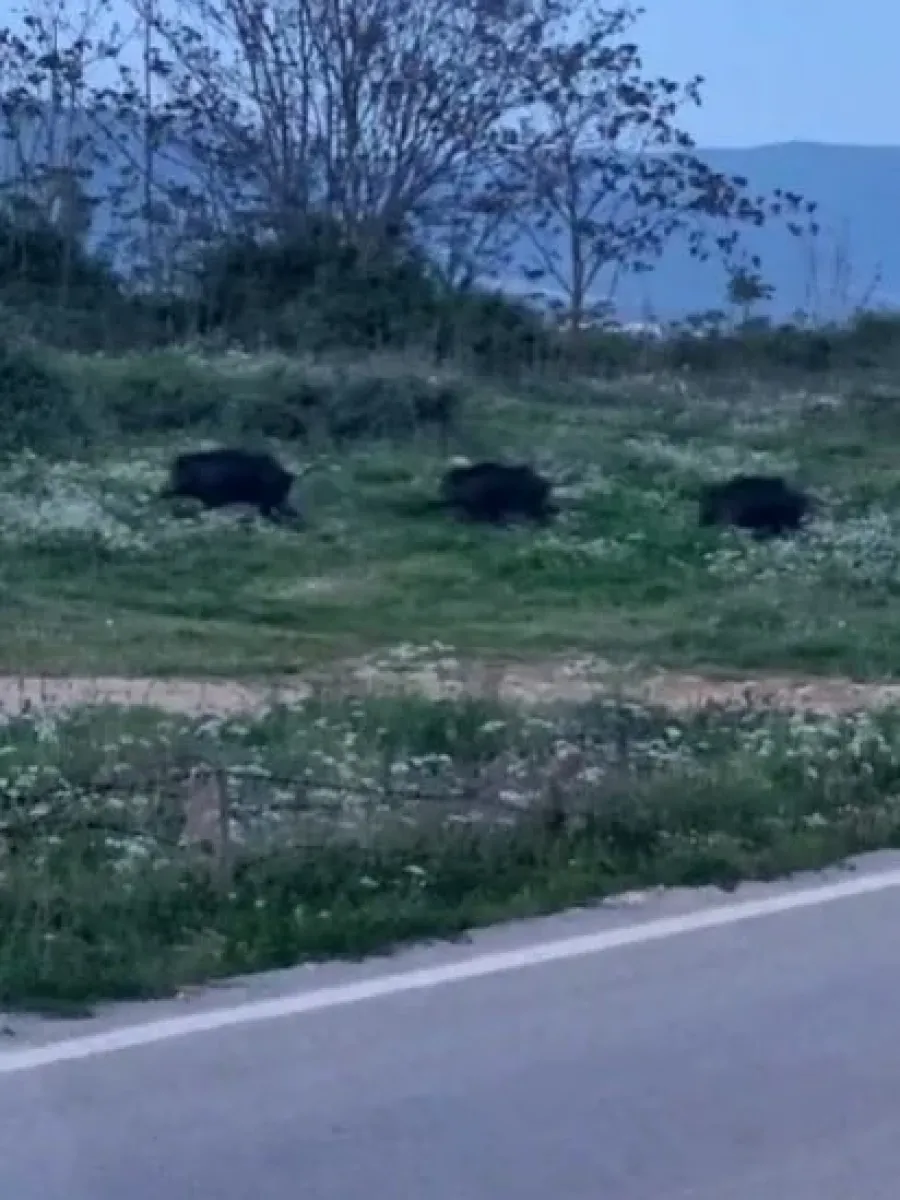 Bursa’da domuzlar şehir içinde görüntülendi