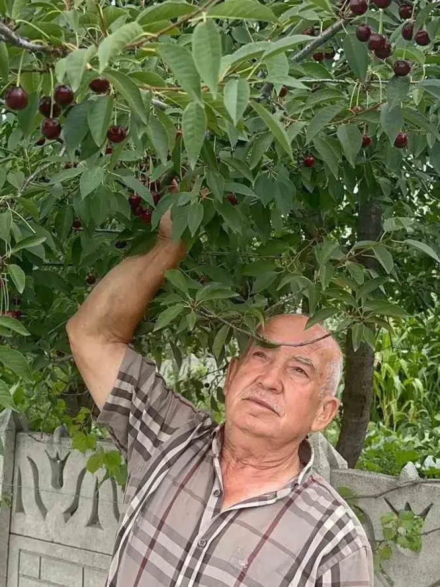 Stokların azlığı ve yüksek aroma tercihi Sultandağı vişnesini değerli yaptı