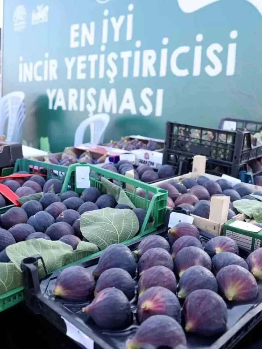 12. Akçalar Fadıllı İncir Festivali 13 Eylül’de Akçalar Göl Kıyısı’nda