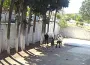 Belediye başkanı zabıtaya sopayla saldırdı!