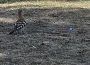 İnegöl’de Kültürpark’ta ibibik kuşu görüldü!