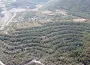 Muğla’da zeytinlik krizi: Akbelen’de gözaltılar