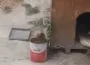 İnegöl'de o mahalleyi fareler bastı! Vatandaş tedirgin