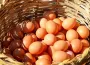 Protein dengesi değişiyor! Üretim tavuk etinde artarken yumurtada düşüyor