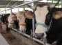 Bursa diken üstünde! Hastalık yayılıyor