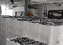 Avlanan 440 Ton Hamsi Karaya Çıkartıldı