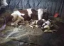 Çavdar ailesinin çiftliğinde 15 gün arayla ölü ve ikiz doğum