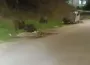 Domuz sürüsü şehre indi