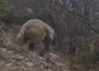 Ayıyla burun buruna geldi! Korku dolu anlar anbean kaydedildi