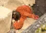Peluş oyuncağına sarılan yavru maymun Punch’ın yürek burkan hikayesi