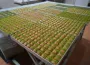 Baklavacılar mesaiyi artırdı, fıstık fiyatı damga vurdu