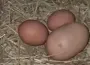 Tuhaf Yumurtayı Kırınca Gerçek Ortaya Çıktı