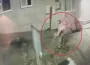 15 bin TL'lik ağacı sırtladı!