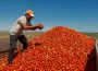 Karacabey salçalık domates üretiminde serbest ekim