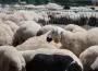 Vekaletle kurban kesim bedeli belli oldu