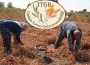 Tarım sektöründe büyük birleşme! TTGB resmen kuruldu