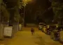 Şehir merkezine inen domuz yayayı yaraladı!