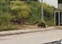 Bursa'da aç kalan domuzlar şehir merkezine indi