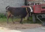 Kurbanlık hasta çıkarsa kurban kabul olur mu?