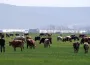Bu yönteme dikkat! Kurbanlık alırken dolandırılmayın