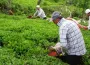 Karadeniz’de yaş çay toplama ücretleri ve yevmiyeler açıklandı