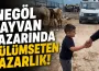 İnegöl Hayvan Pazarında Gülümseten Pazarlık!