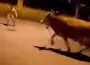 Kaçan Dana Mahalleyi Karıştırdı! Vatandaşlar Kaçacak Yer Aradı
