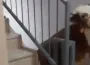 Apartmanın 6. katına misafir edayısla çıkan kurbanlık gündem oldu