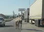 İnegöl'de trafiğe girdiler, ortalık karıştı