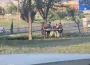 İnegöl'de ağaçlık alanda yaralı olarak bulundu!