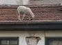 Kahvehanedekiler Oyunu Bıraktıran Görüntü!
