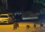 Yaban Domuzları Mahalleye İndi: O Anlar Kamerada