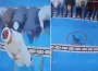 Cemaatin tekme attığı kedi imamın başına düştü!